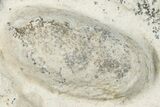 Eocene Fossil Snake Egg - Bouxwiller, France #293143-1